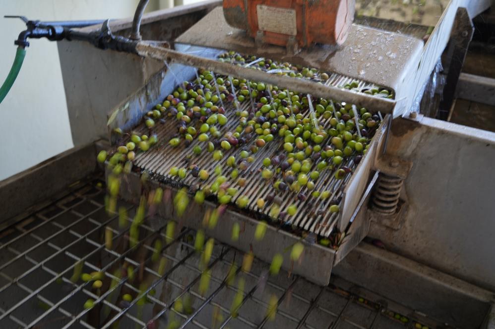 Zeytin üreticileri merakla bekliyordu! Sonunda açıklandı