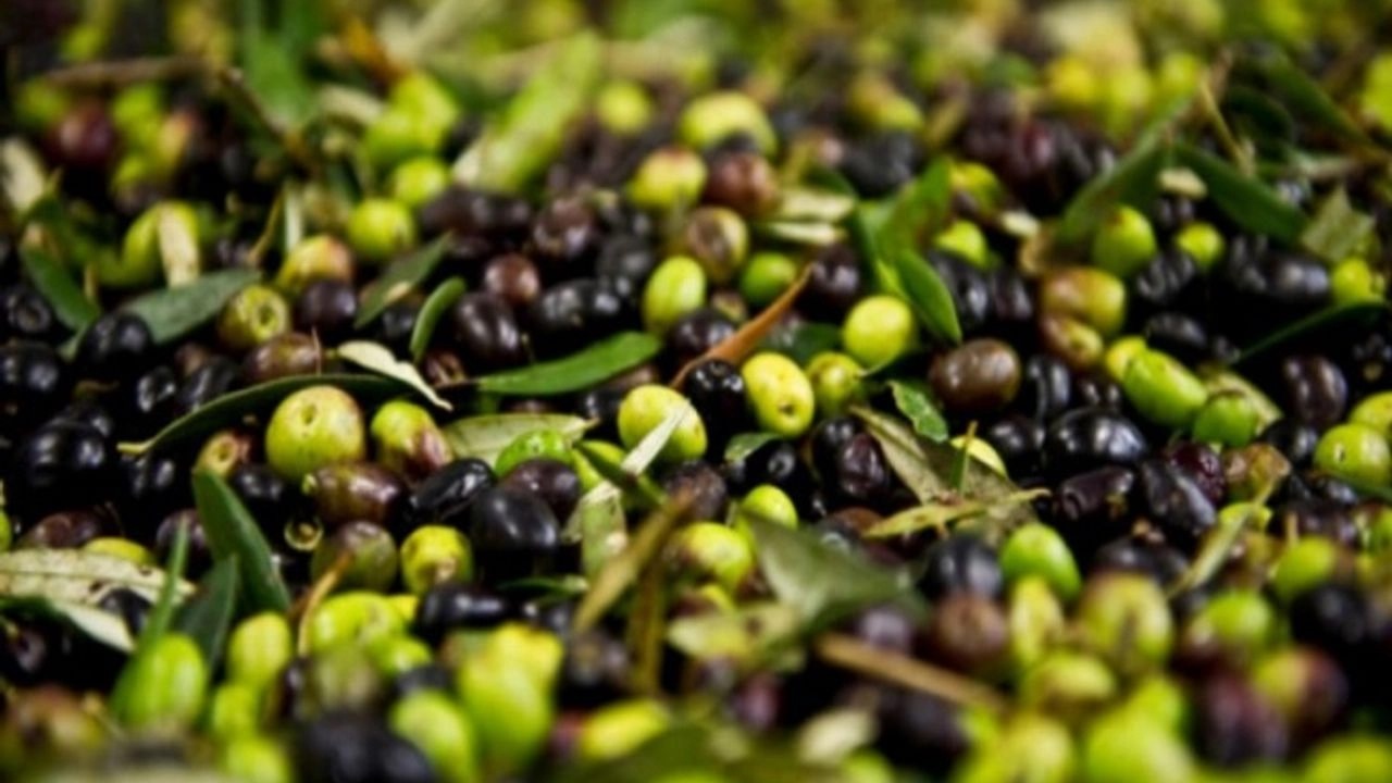 Zeytin üreticileri merakla bekliyordu! Sonunda açıklandı