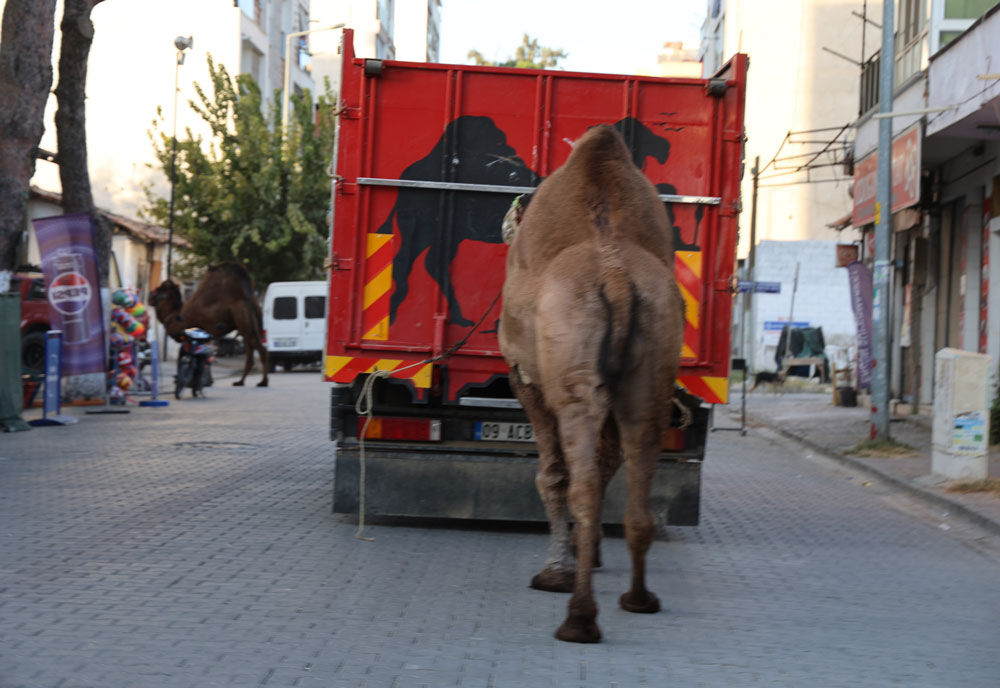 Aydın’ın geleneksel Deve Güreşleri risk altında! Mevsim değişikliği onları da etkiledi