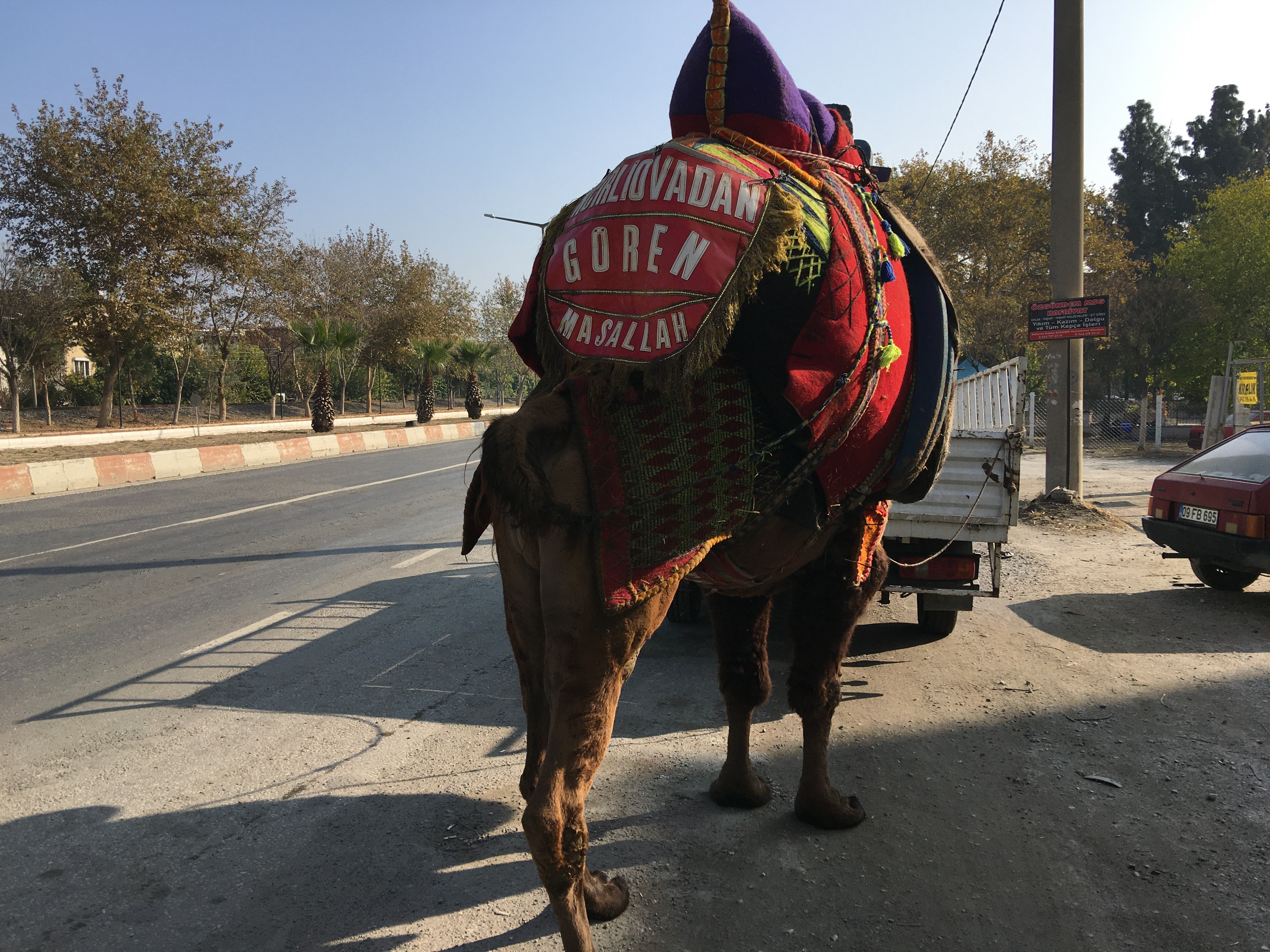 Aydın'da deve şaşkınlığı! Araçlara bağlanıp kilometrelerce yol yürütülüyorlar