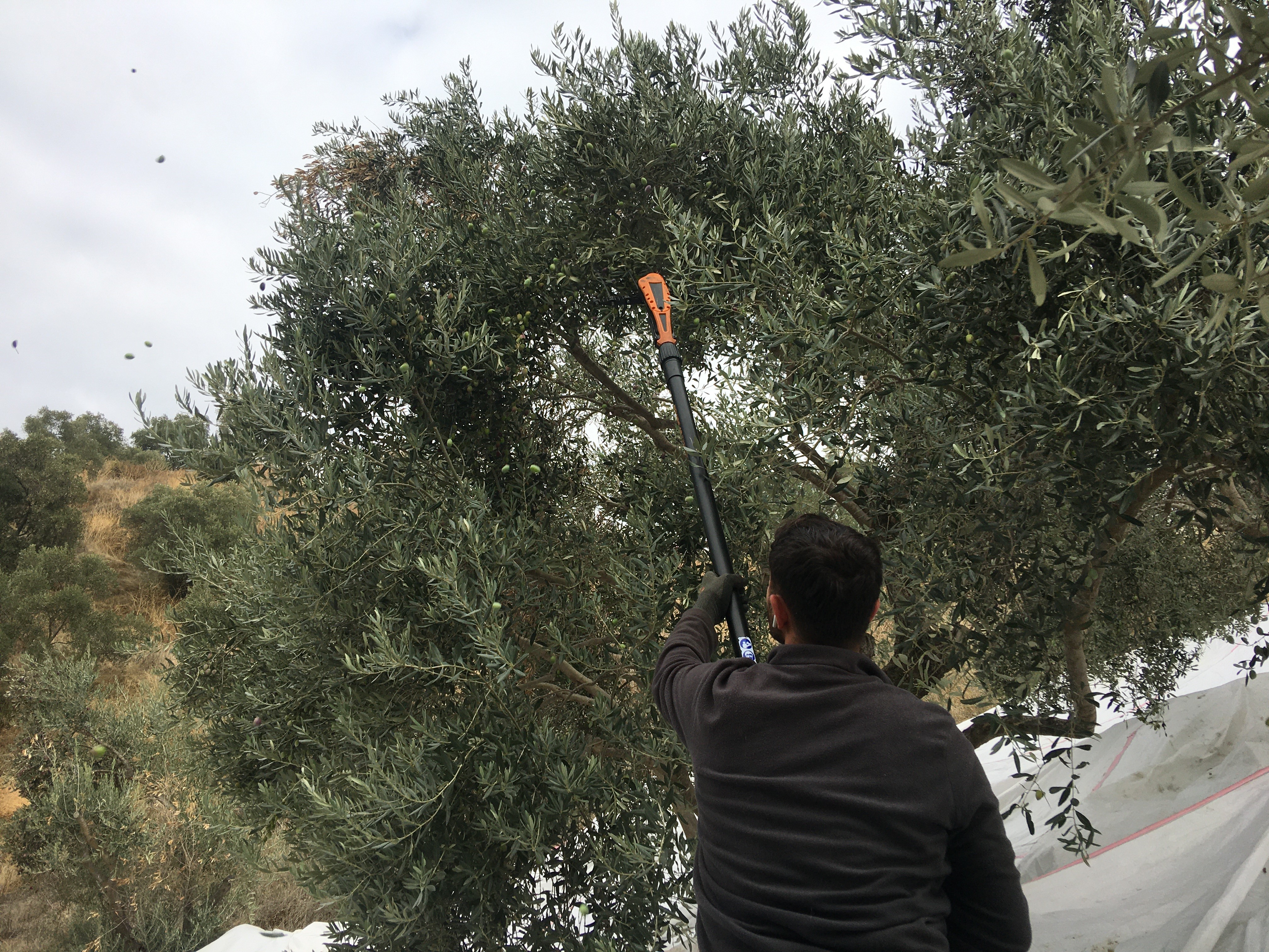 Aydın’da zeytinyağı fiyatı üretici emeğini karşılamıyor! 3 bin liraya çalışacak işçi bulamıyorlar 