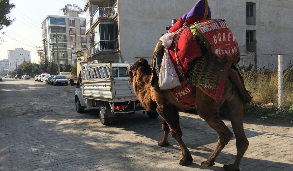 Aydın'da deve şaşkınlığı! Araçlara bağlanıp kilometrelerce yol yürütülüyorlar