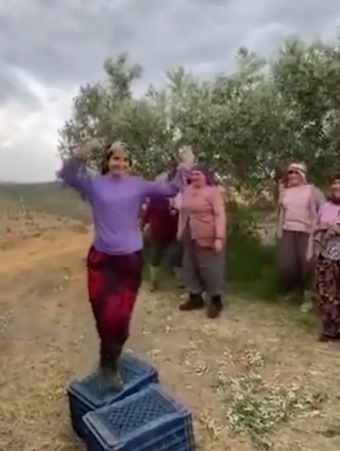 Zeytin hasadında bir ilk yaşandı! Görüntüler herkesi şaşkına çevirdi