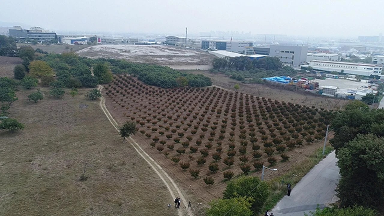 Aydın'da uygun fiyatlı arsa satışı başladı! TOKİ'den büyük imkan