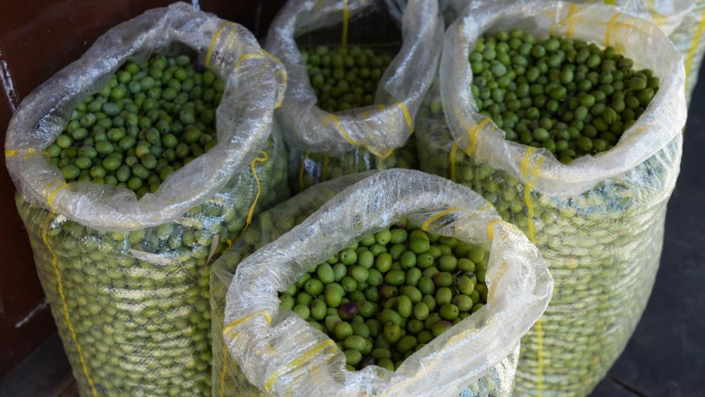 Zeytinin başı dertten kurtulmuyor! Kuraklıktan sonra şimdi de bu vurdu