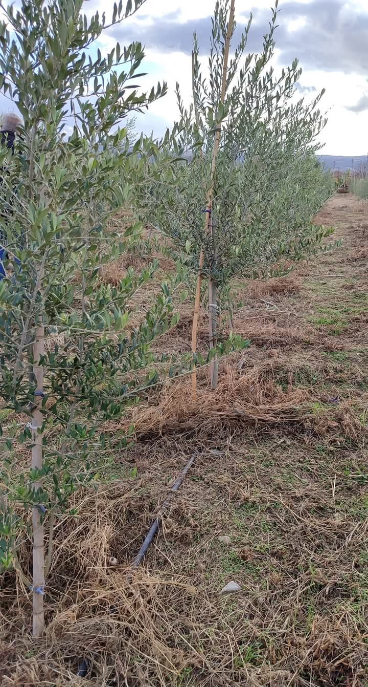 Zeytinyağı bu türle şaha kalktı! Sıfır asit, litre fiyatı 500 lira