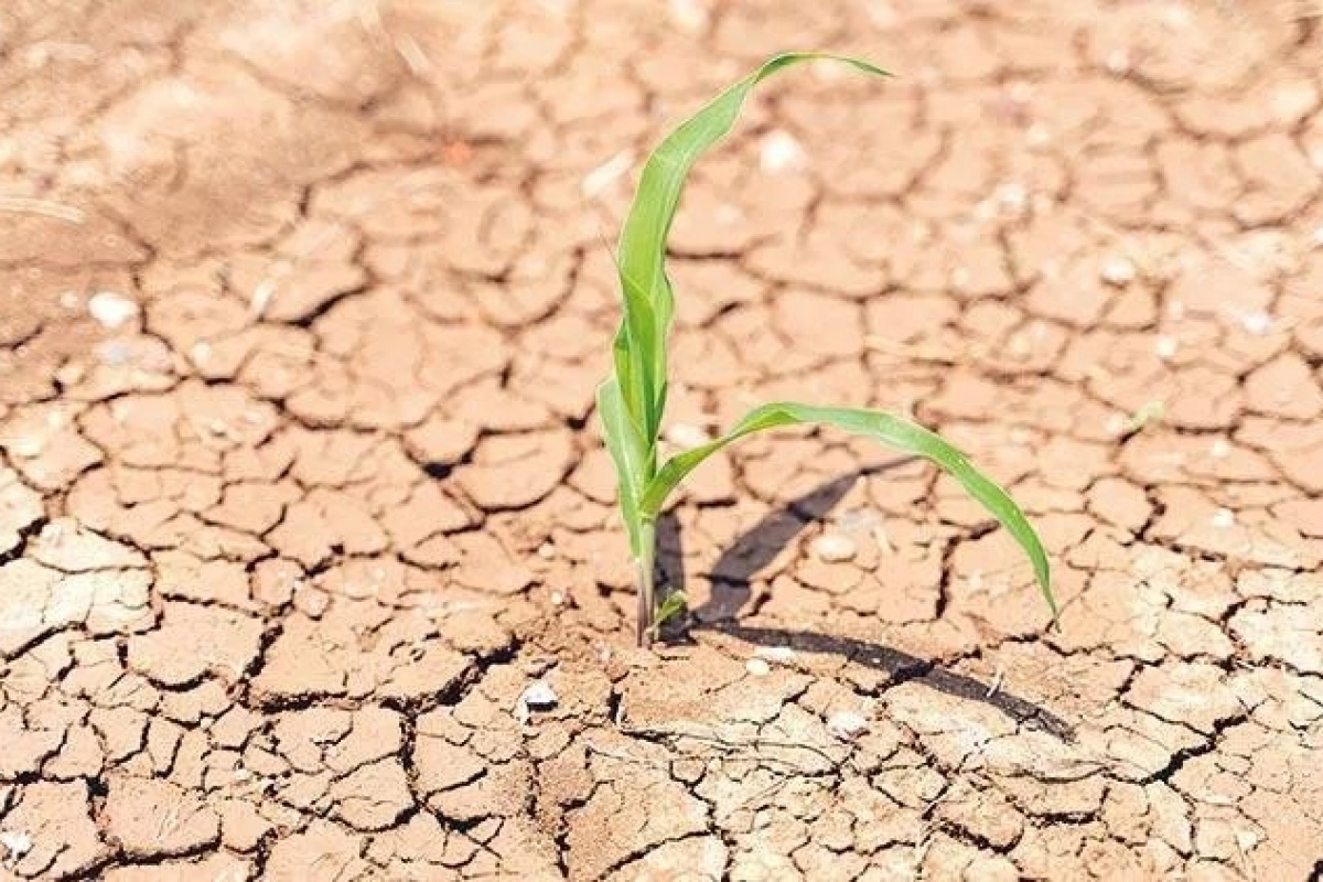 Oymak, 2024 yılını değerlendirdi: Aydın tarımını kuraklık vurdu