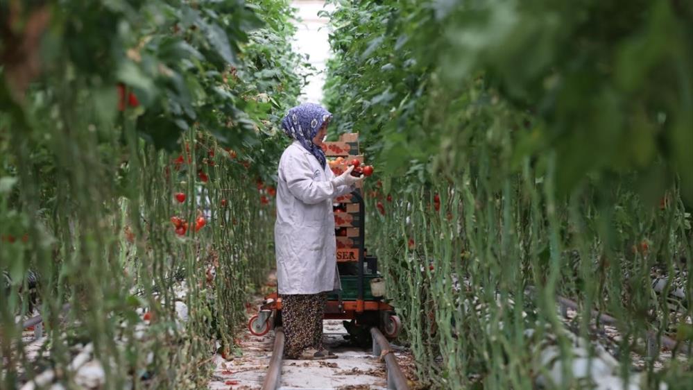 Aydın'ın bağrına zehirli hançer! Büyük tepki yükseliyor