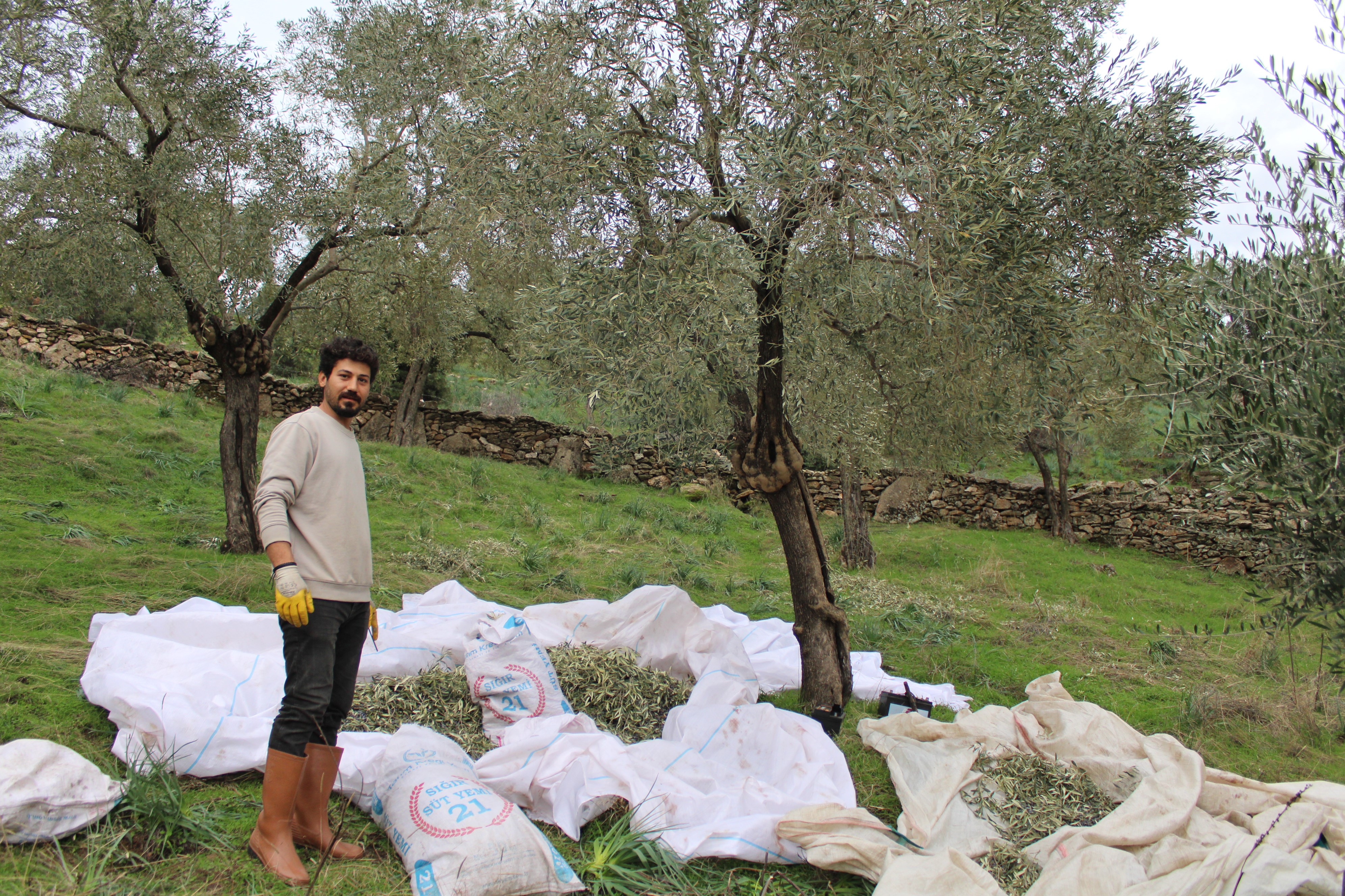 Aydın'da böylesi yaşanmamıştı! Zeytin üreticileri şokta