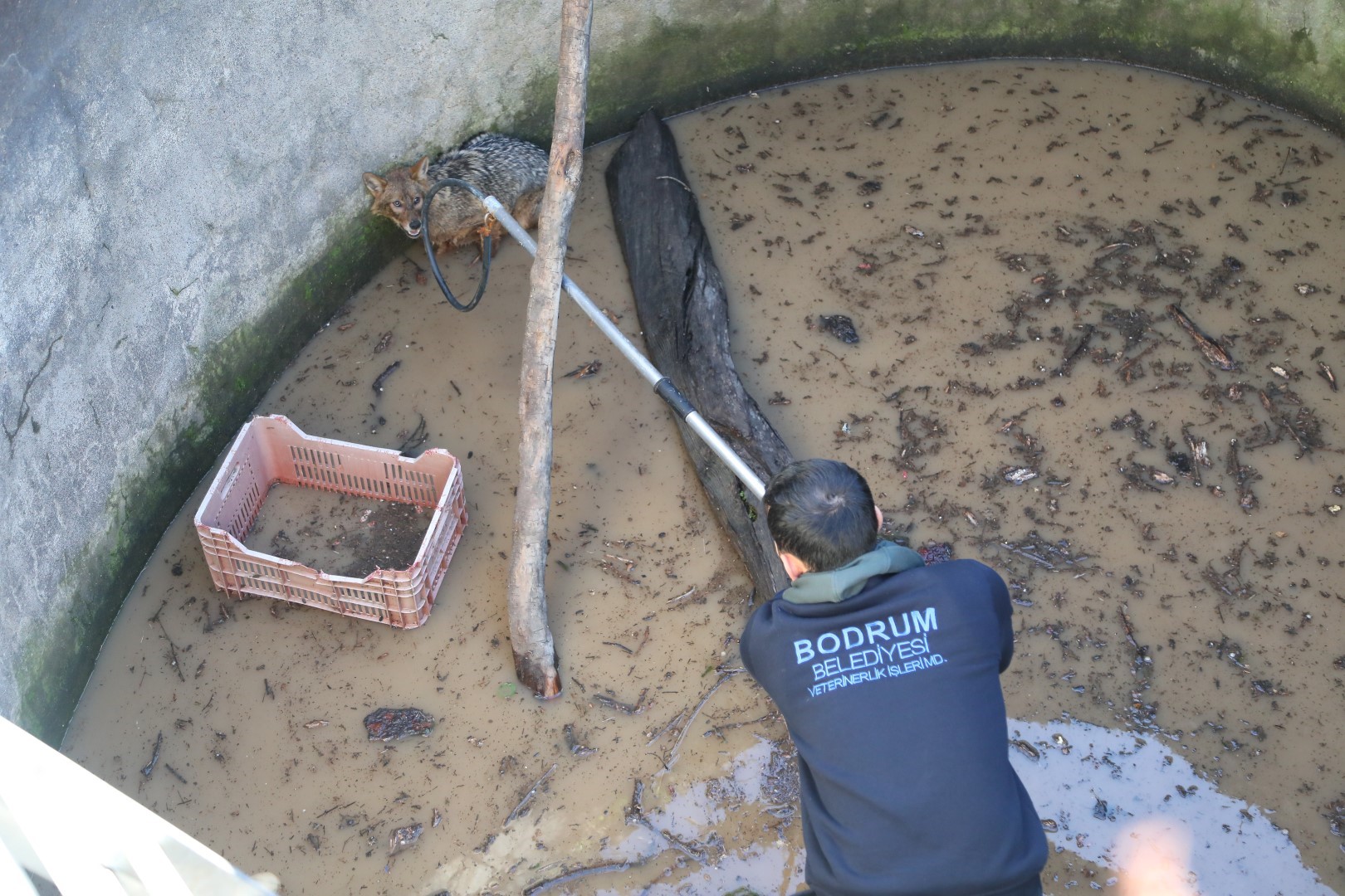 Tilkinin kurnazlığı elden gitti! Başına gelenler pişmiş tavuğun başına gelmedi