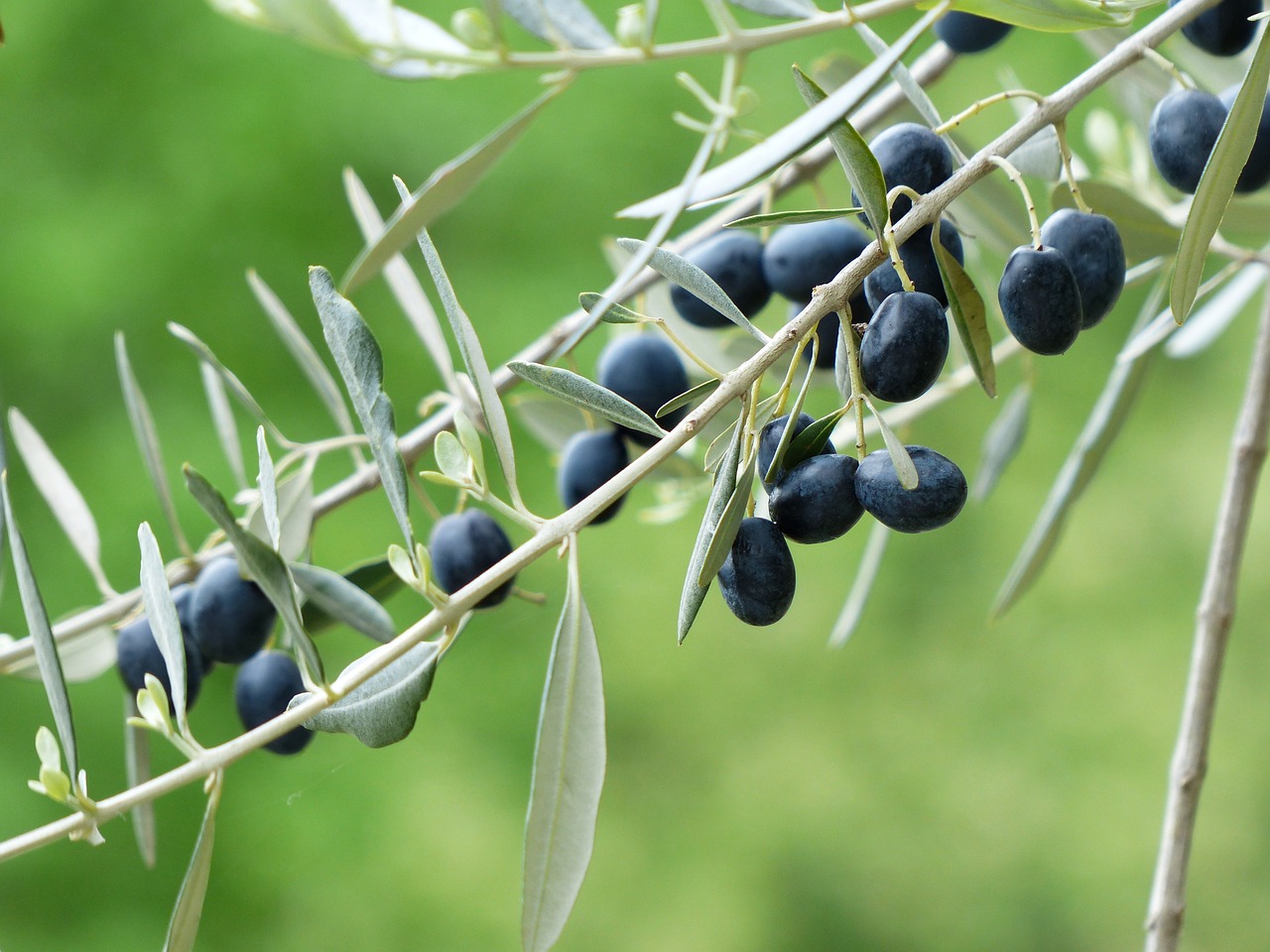 Aydindaki Okullarin Zeytin Agaclari Alicisini Bekliyor Aydinda Okul Bahcelerinin Zeytin Hasadi Satisa Cikarildi 533301 970210C4D32183Fb40D20D473E7B4041