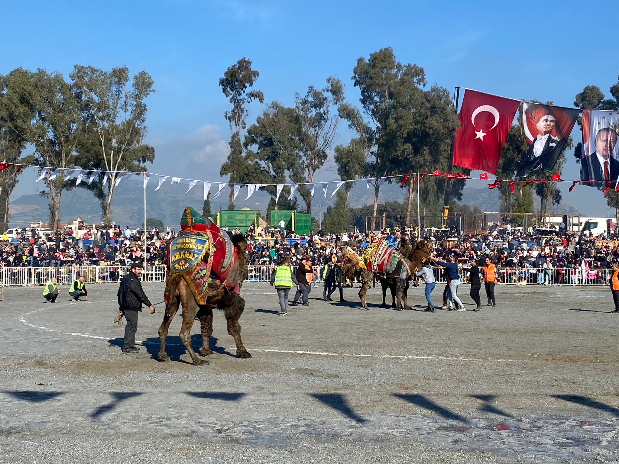 Aydınlı 88 yaşındaki Iraz Nine'nin deve güreşi tutkusu! “Bu gelenek benim çocukluğum” 