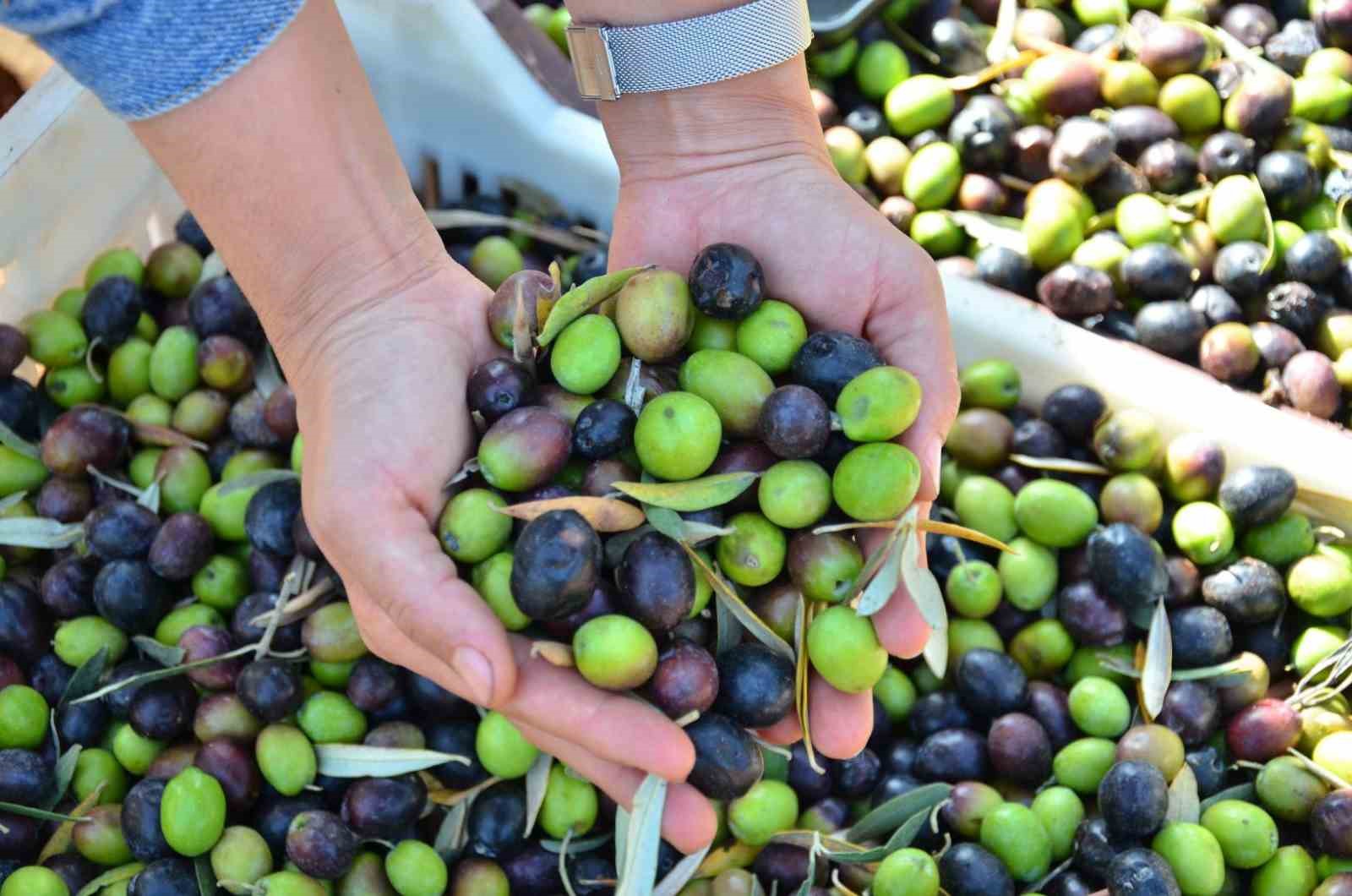 Aydın'da zeytin üreticileri zor günler yaşıyor