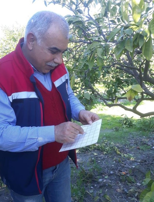 Aydın'da ağaçları tek tek incelediler! İşte ortaya çıkan sonuç