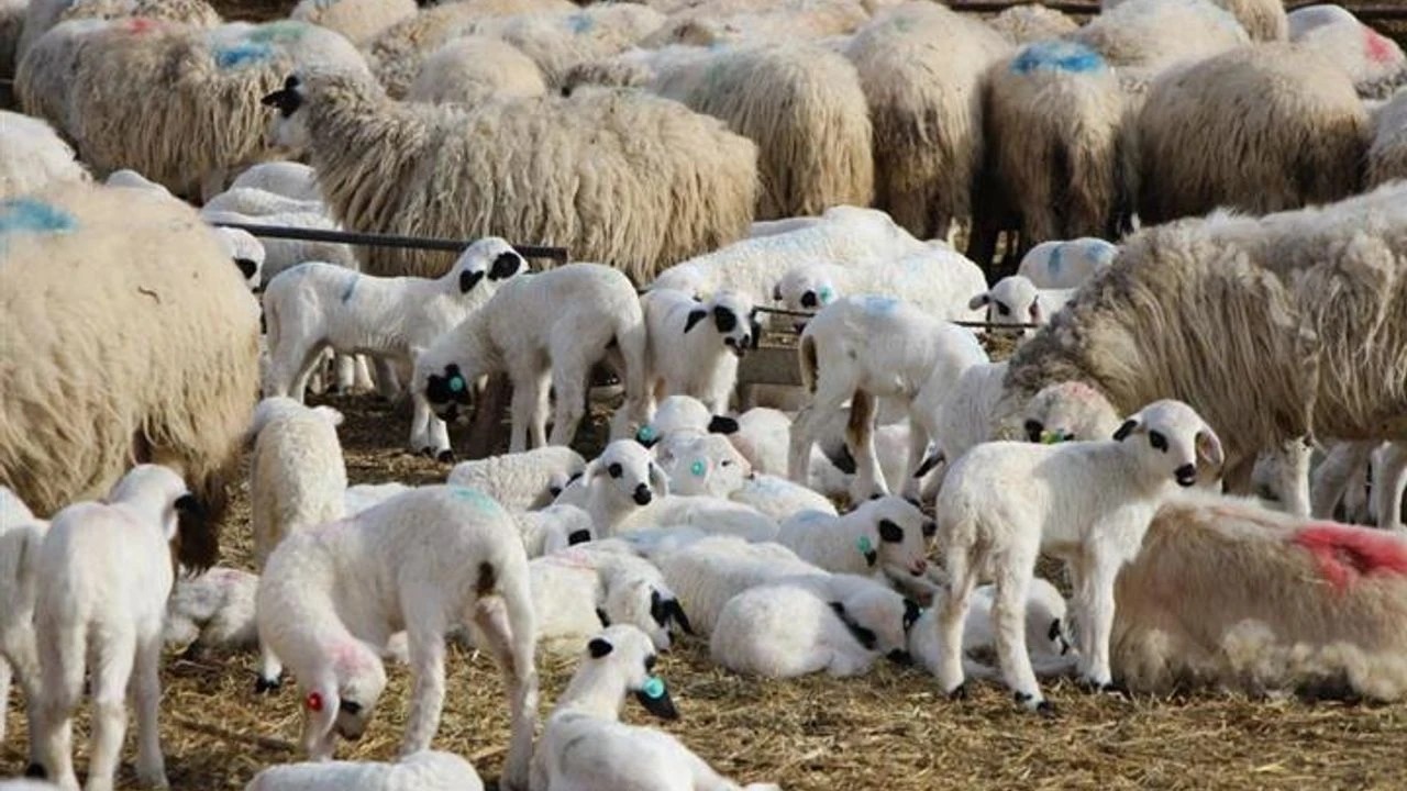 Aydın'da 4 gün süre verildi! Bunu yapmayan hakkını kaybedecek