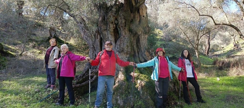 Aydın'da zeytin ağacı endişesi! Bunun yaşanmasından çok korkuluyor