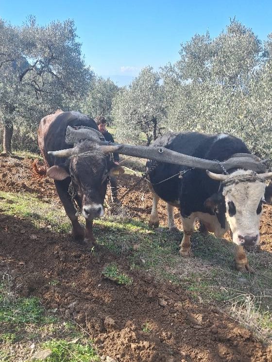 Aydın'da kara saban mahkumiyeti! Bu çiftçiler traktöre hasret