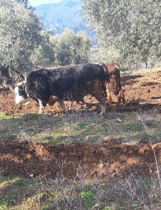 Aydın'da kara saban mahkumiyeti! Bu çiftçiler traktöre hasret