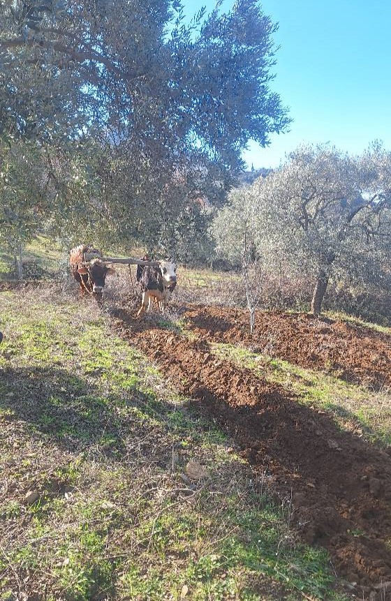 Aydın'da kara saban mahkumiyeti! Bu çiftçiler traktöre hasret