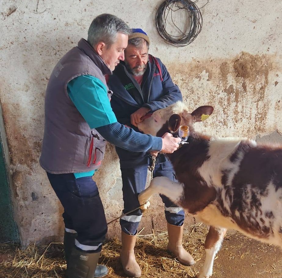 Aydın'da salgın hastalık patlak verdi! Yayılmaması için ekipler seferber oldu