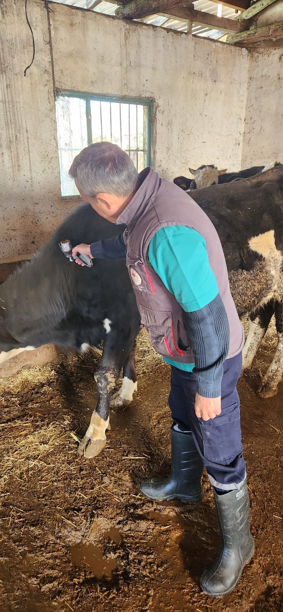 Aydın'da salgın hastalık patlak verdi! Yayılmaması için ekipler seferber oldu