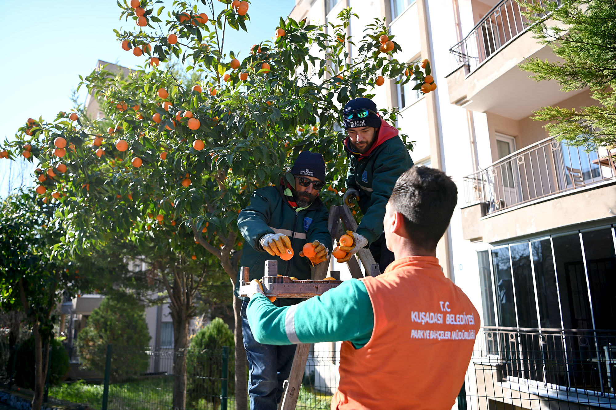 Kusadasinda Turunc Meyvesinin En Tatli Yolculugu Basladi 546338 A9Ca0E11858E94062383C576E163B2Ac