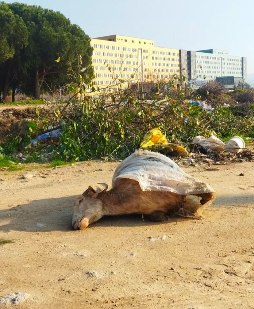 Aydın’da çöpe bırakılan çuvalın içinden koyun çıktı 