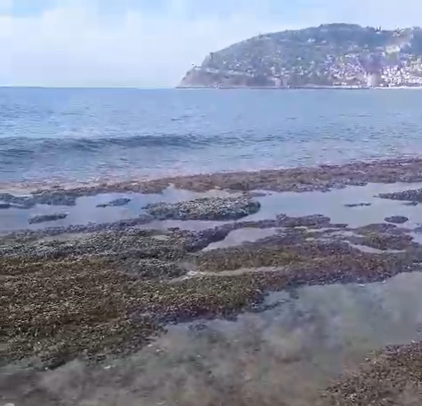 Kıyılarda deniz metrelerce çekildi! Vatandaşları korku sardı