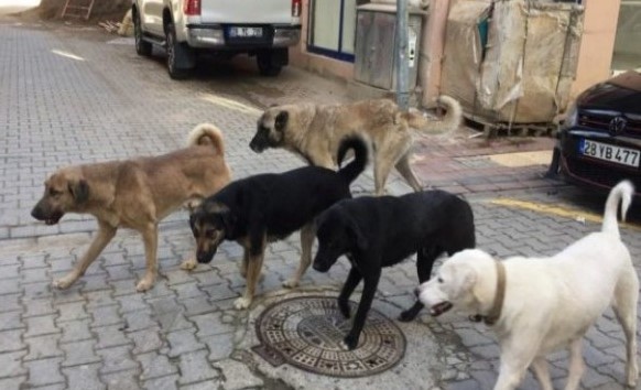 Bu talimat uygulanırsa sokakta köpek kalmayacak! 81 ilin valiliğine gönderildi