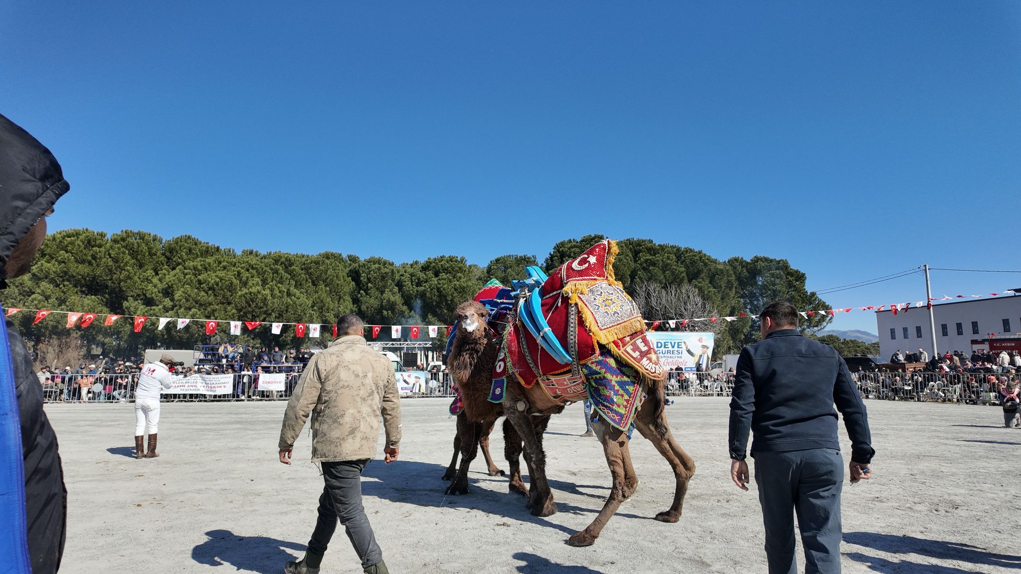 Efeler’de Deve Güreşi Festivali’ne büyük ilgi