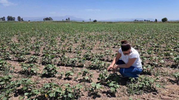 Aydın’daki barajlarda yüzde 30 oranında su kaldı