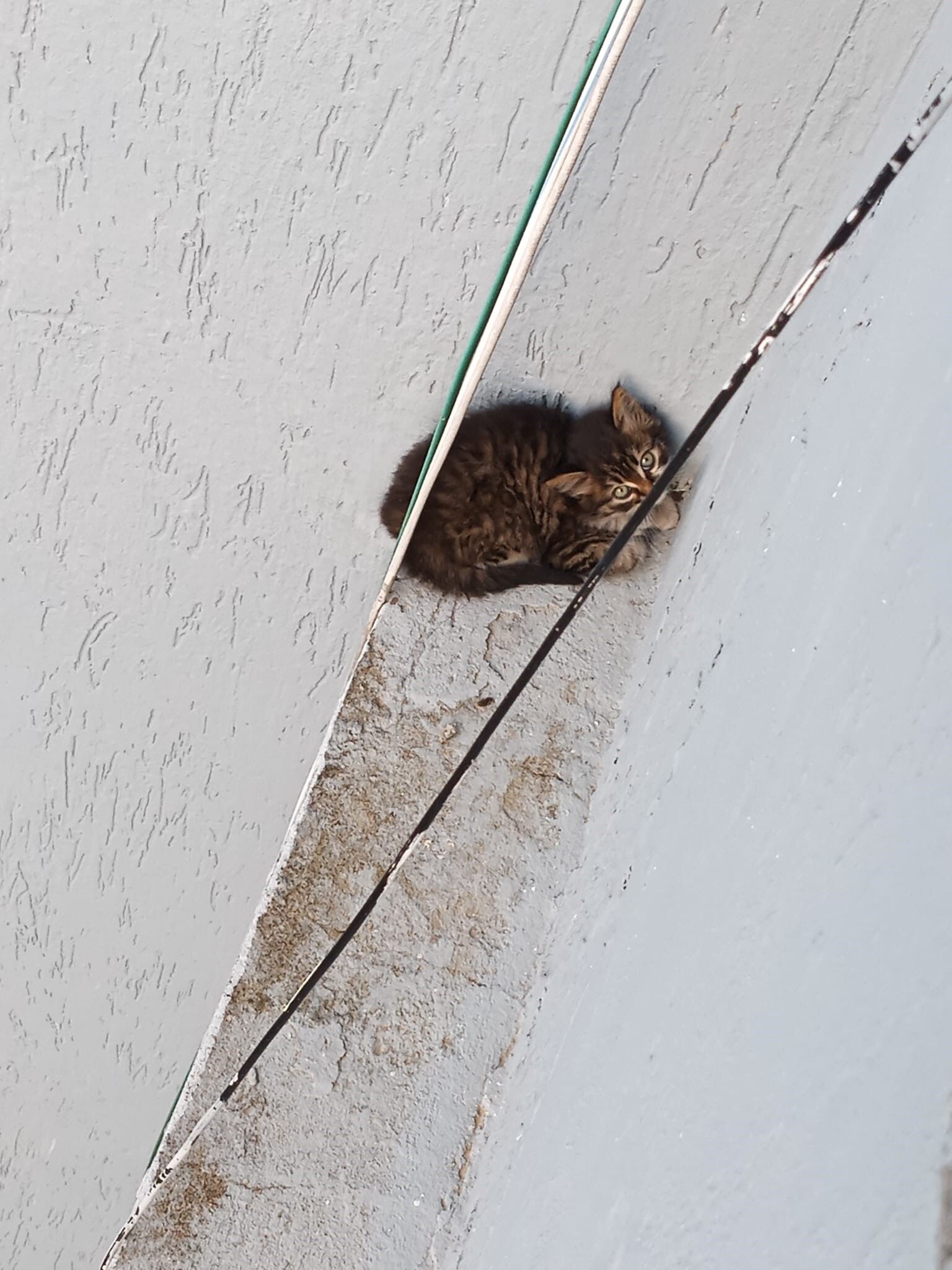 Aydın’da kedi operasyonu! İmdadına itfaiye yetişti