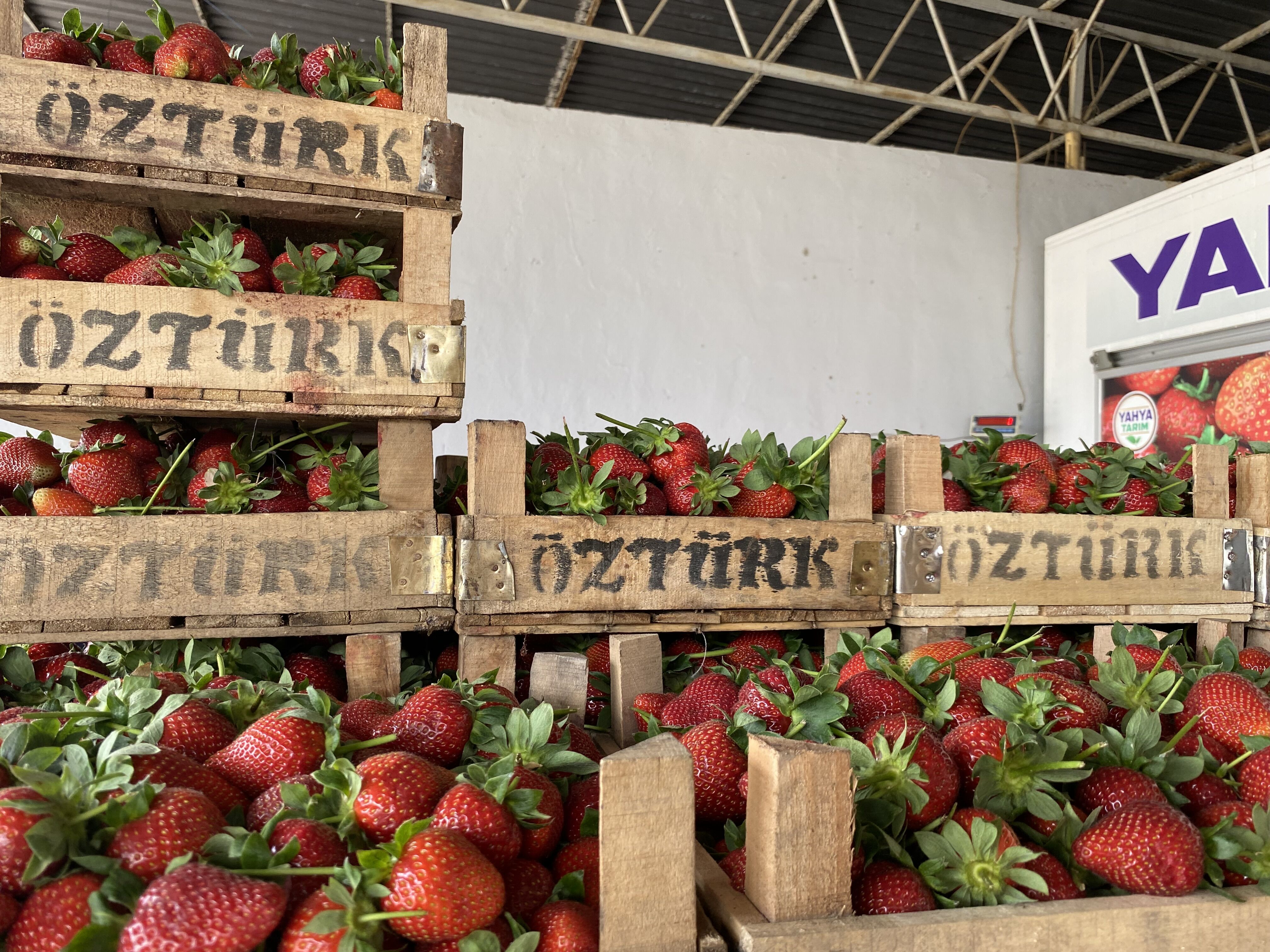Aydın'ın çilek ihtiyacının yüzde 25’i buradan karşılanıyor