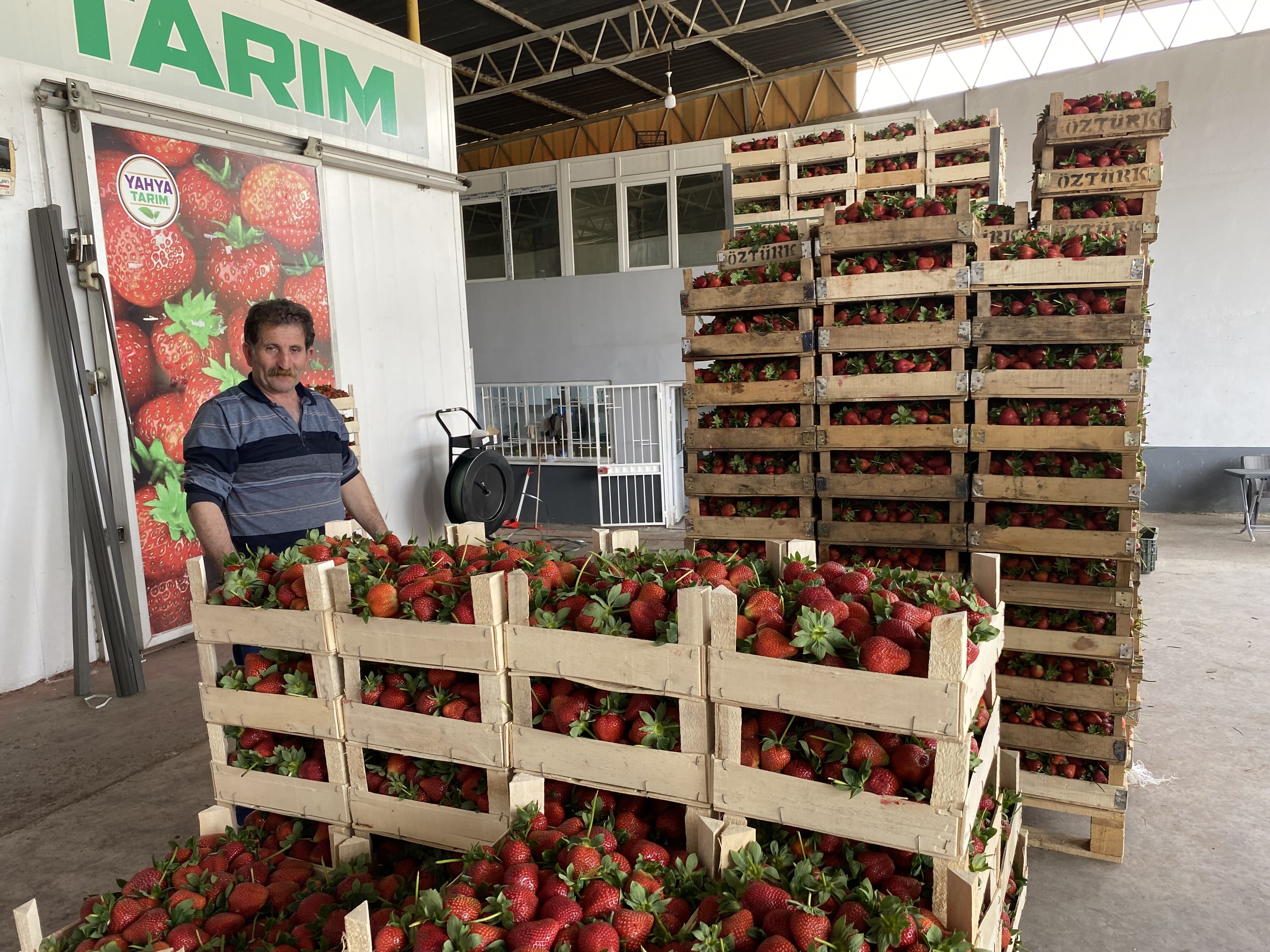 Aydın'ın çilek ihtiyacının yüzde 25’i buradan karşılanıyor