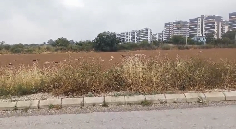 Zeybek Mahallesi sorunlarına çözüm bekliyor: Pazar, yol, güvenlik...