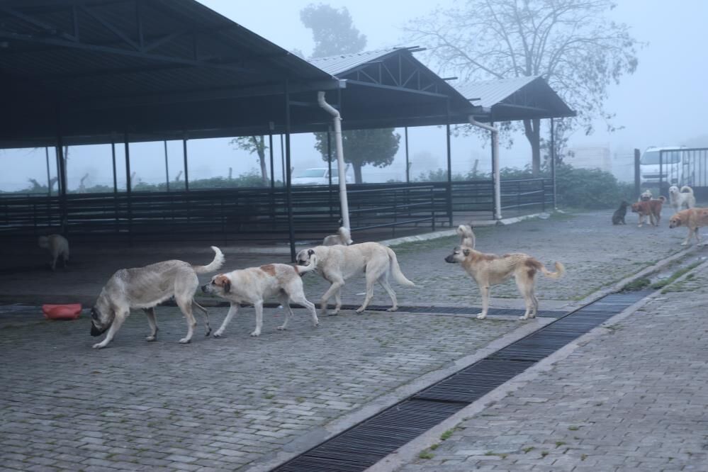Aydın'da yaşayanları korkutan iddia! Evlerinden çıkan vatandaşlar endişeye kapıldı