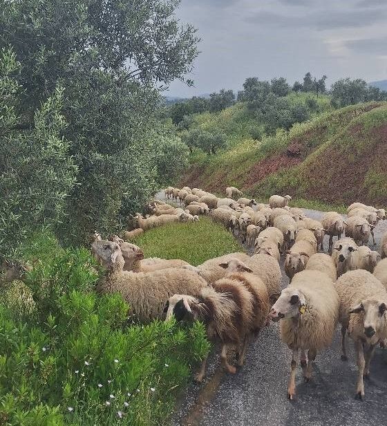 Aydın’da çobanlar yayla yoluna geç koyuldu