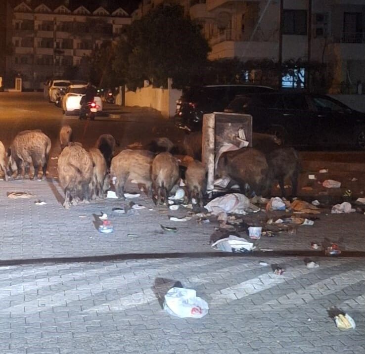 Aydın’ın yeni sokak hayvanları!