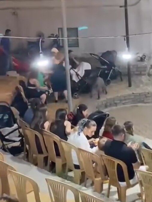 'Yok artık' dedirten görüntü! Yaban domuzları sonunda buraya da girdi