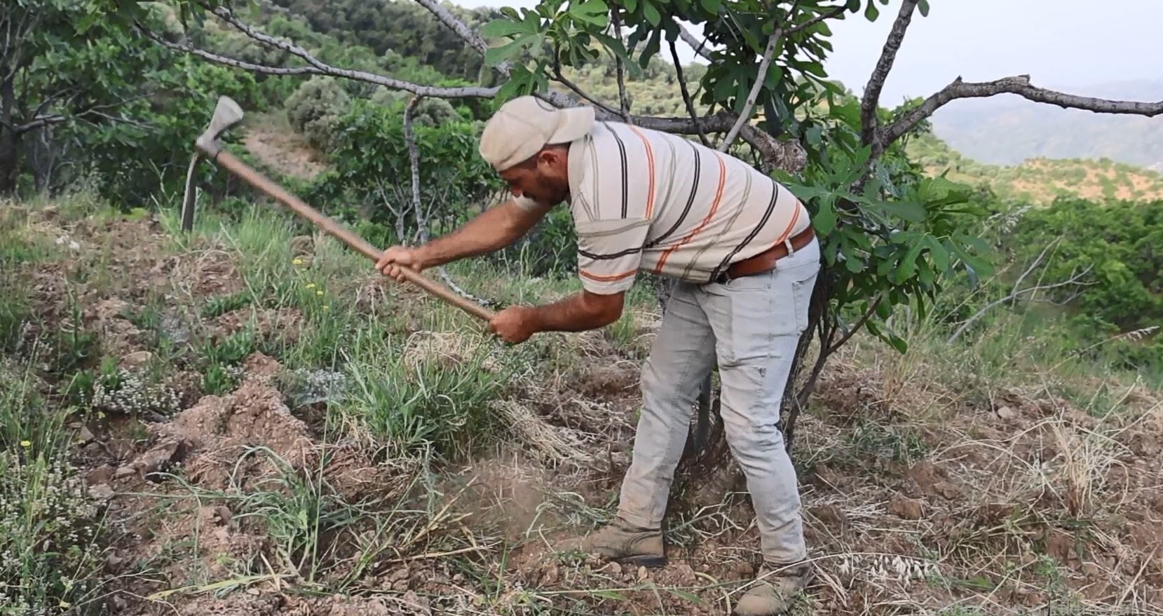 Aydın’da incir mesaisi başladı: Üretici kavurucu sıcağa aldırmadan bahçede