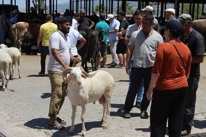 Aydın'da kapanan hayvan pazarı yeniden açılıyor: Bu şartları sağlayamayan giremeyecek