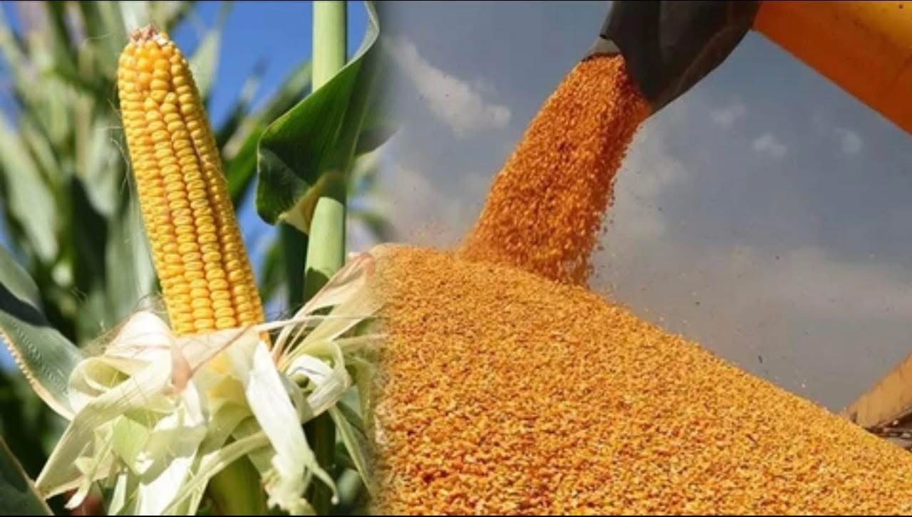 Baskan Kahyaogullarindan Gumruksuz Misir Kararina Tepki Yerli Ureticilerin Alin Terine Darbedir 564341 75190Ec50Fdb629B0619F396Aba58F3C
