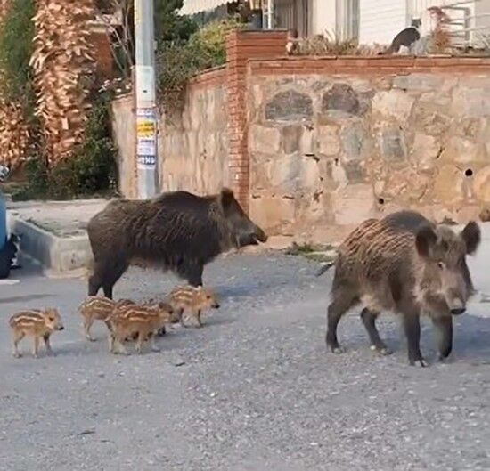Domuzlar için tersine göç zamanı