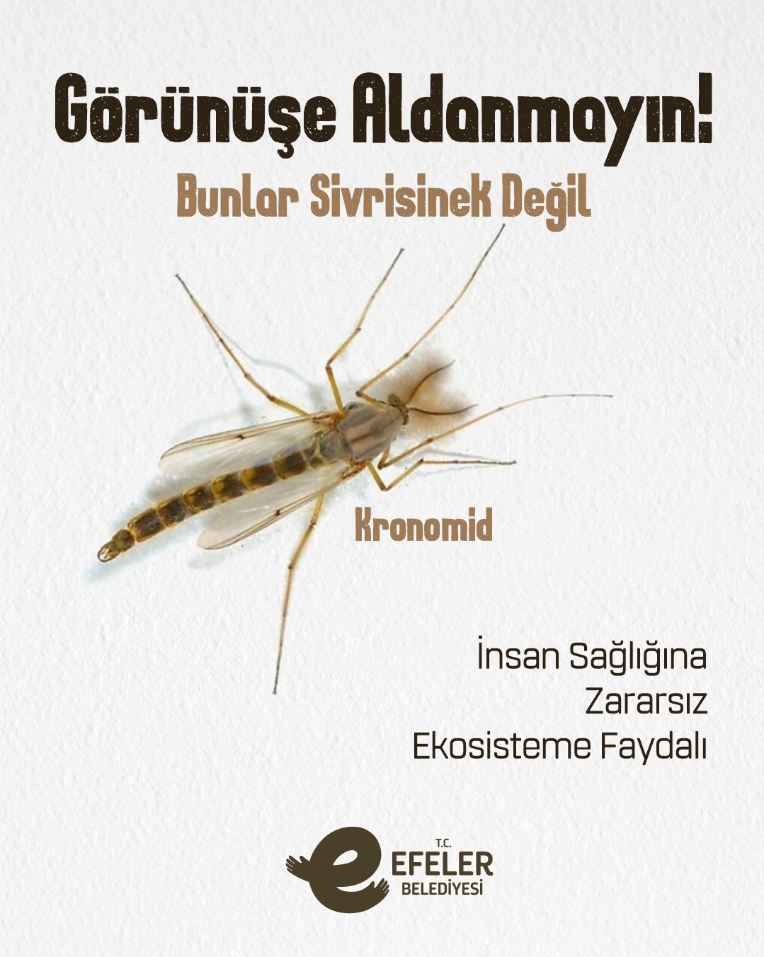 Efeler Belediyesinden Yalanci Sivrisinek Koronomidler Hakkinda Onemli Aciklama Insan Sagligina Zararsiz 566121 2Da9C380221380Be639B413C506494Ae