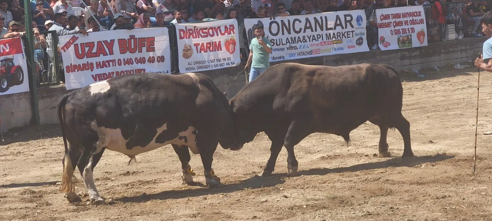 Aydın'da pehlivan boğalar arenaya çıktı 