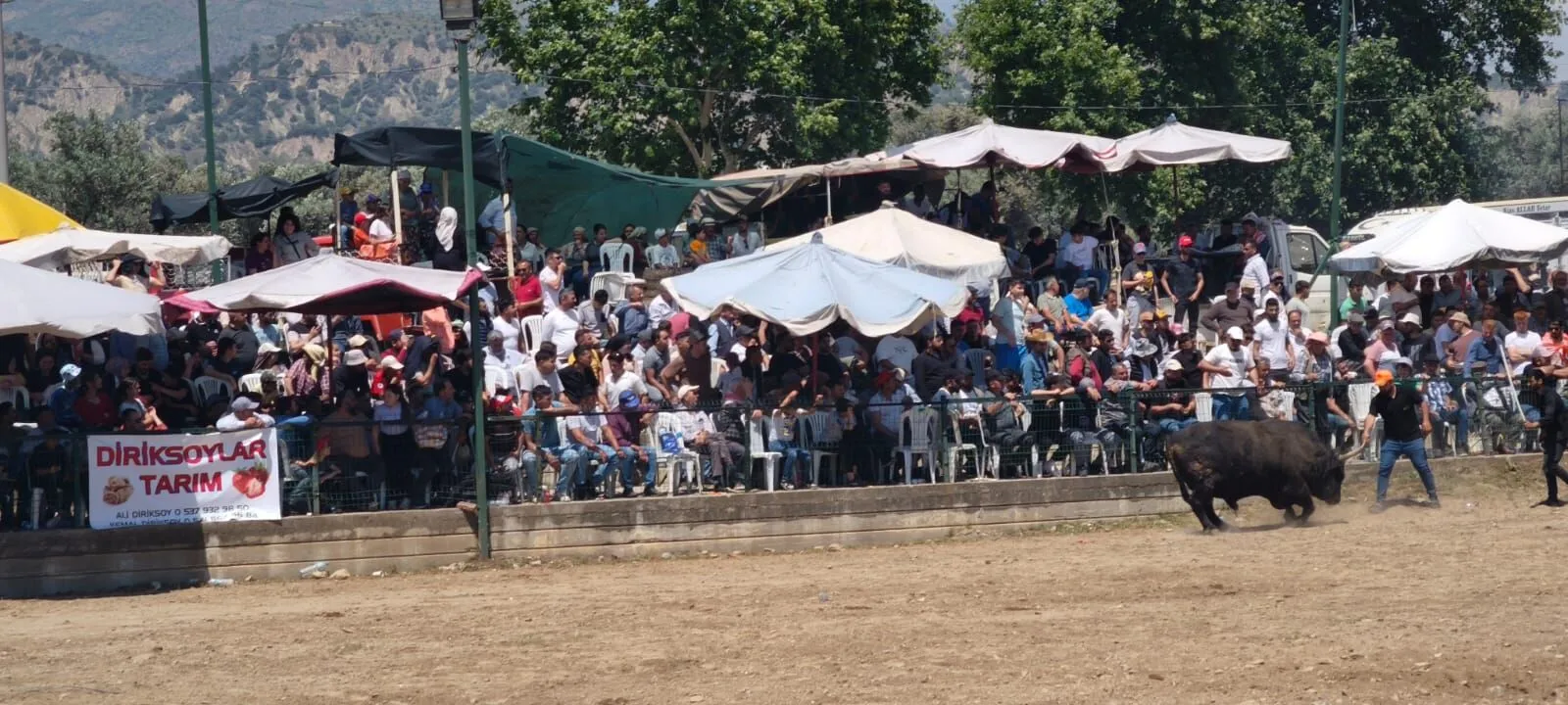Aydın'da pehlivan boğalar arenaya çıktı 