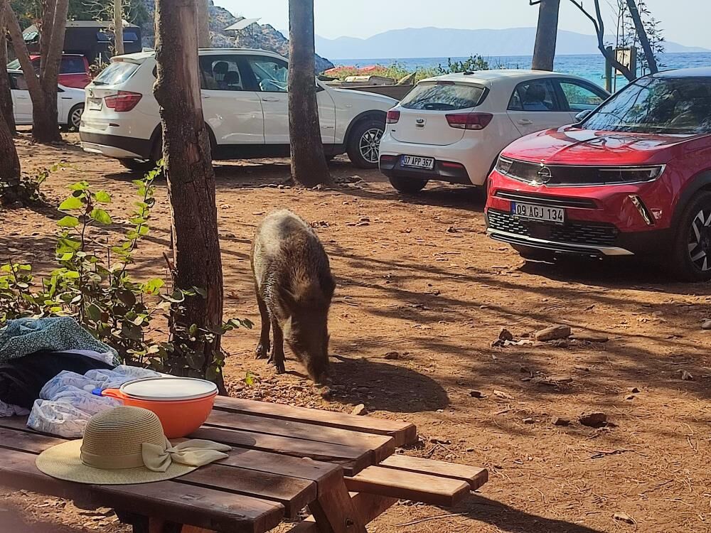 Domuzlar  sonunda bunu da  yapmaya başladı