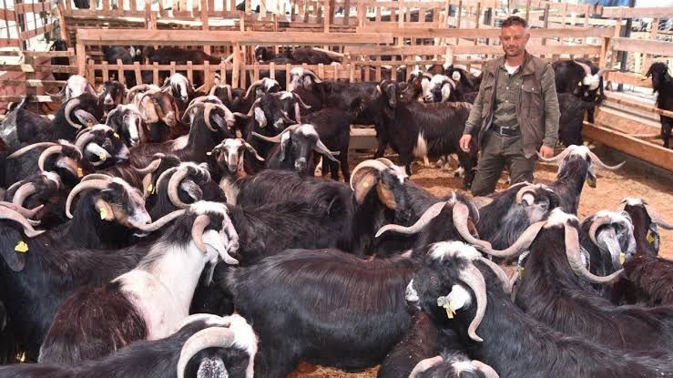 Kurbanlık fiyatlarının uygun olduğu iller netleşti! İşte Aydın’da ortalama kurbanlık fiyatları