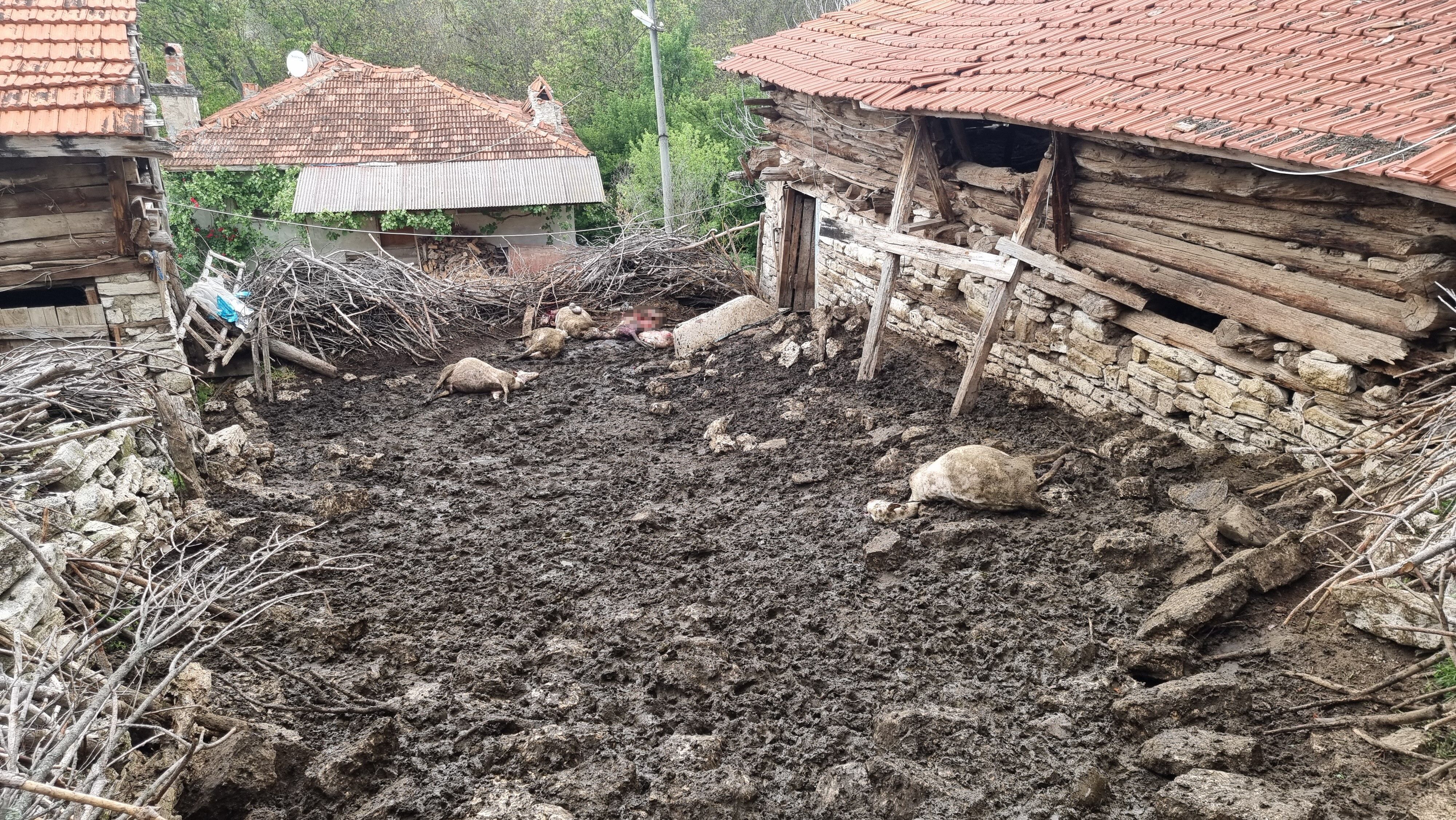 Kurban Bayramı öncesi büyük şok! Çok sayıda hayvan telef oldu
