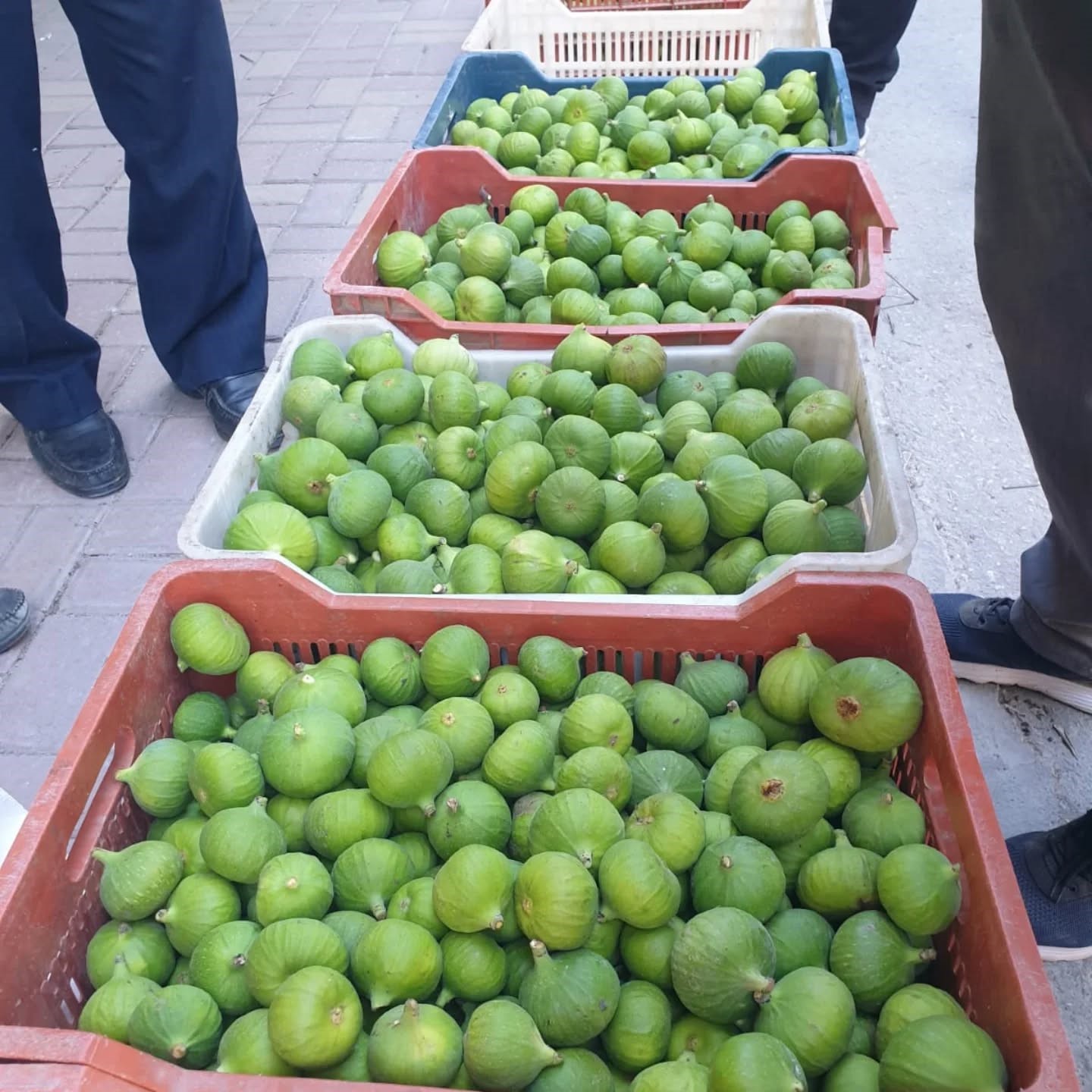 Aydın’da ilek sezonu açıldı